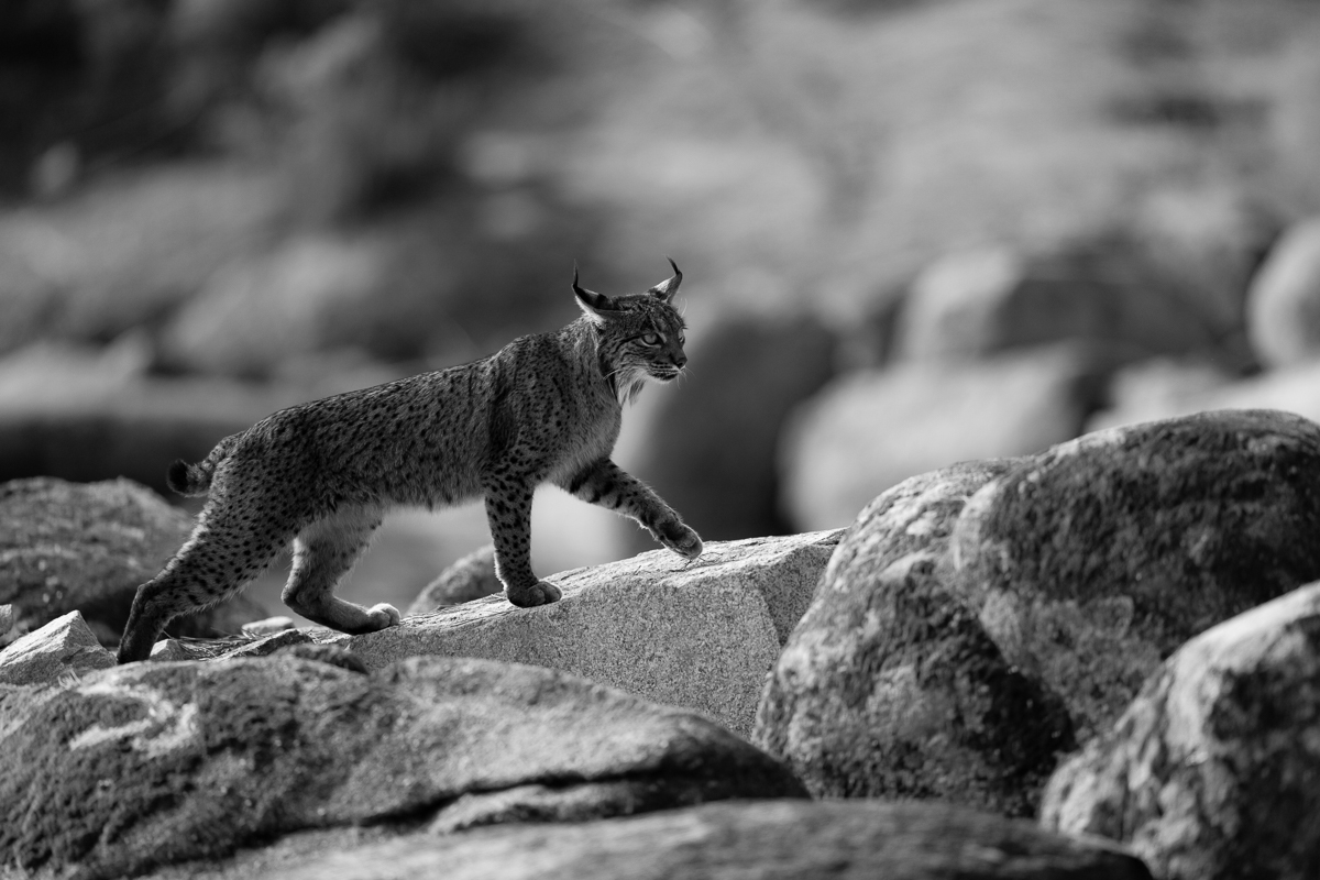 Iberian Lynx