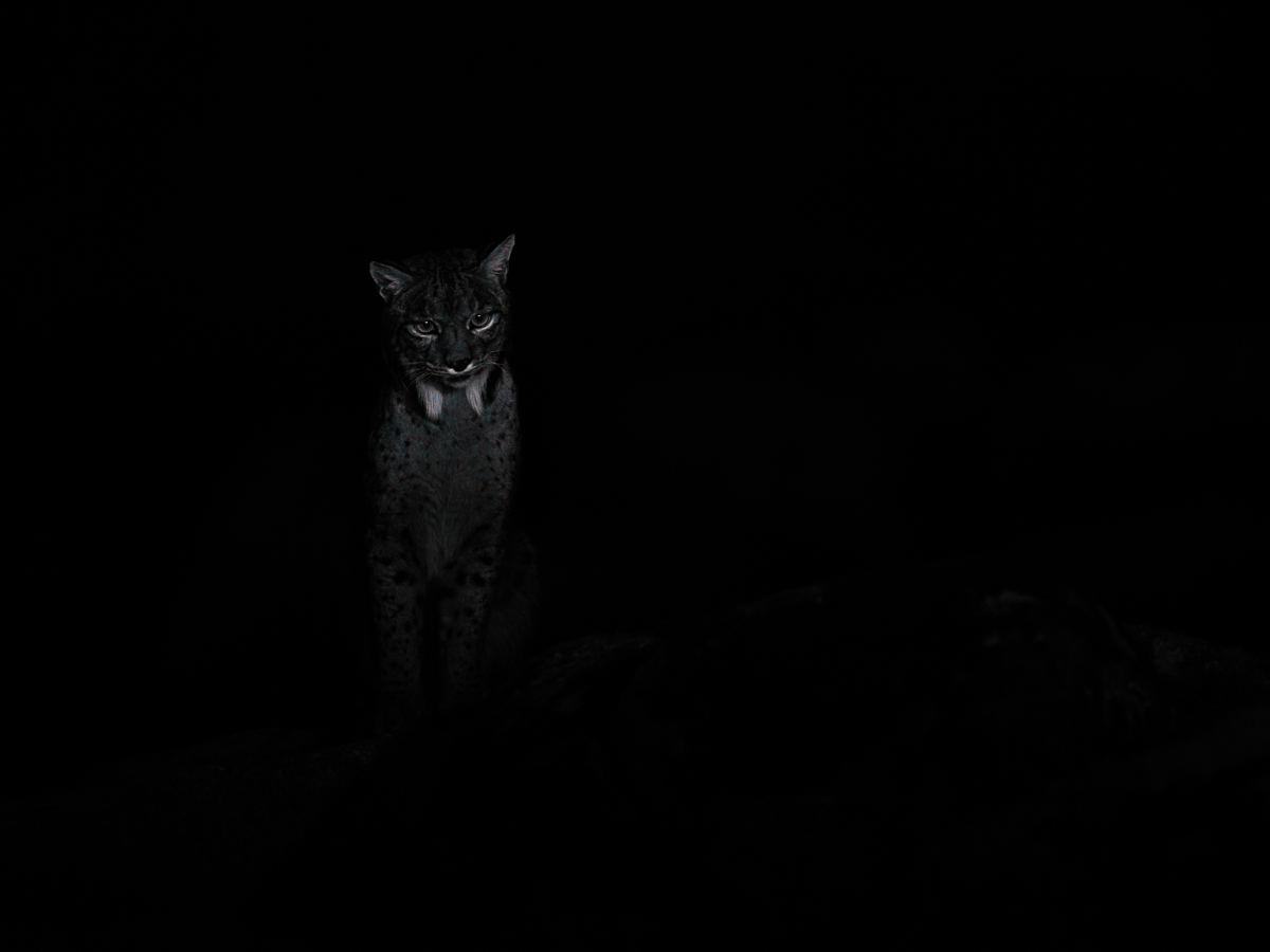 Iberian Lynx