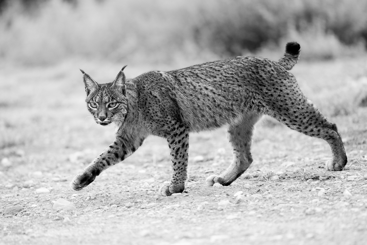 Iberian Lynx