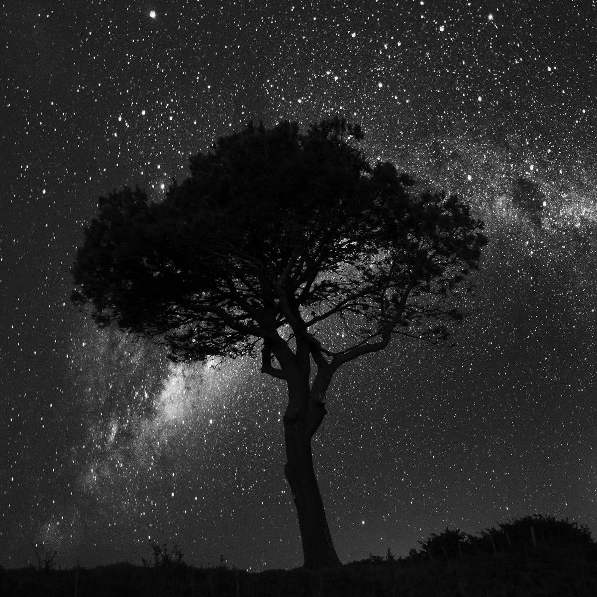 Tree at night, New Zealand