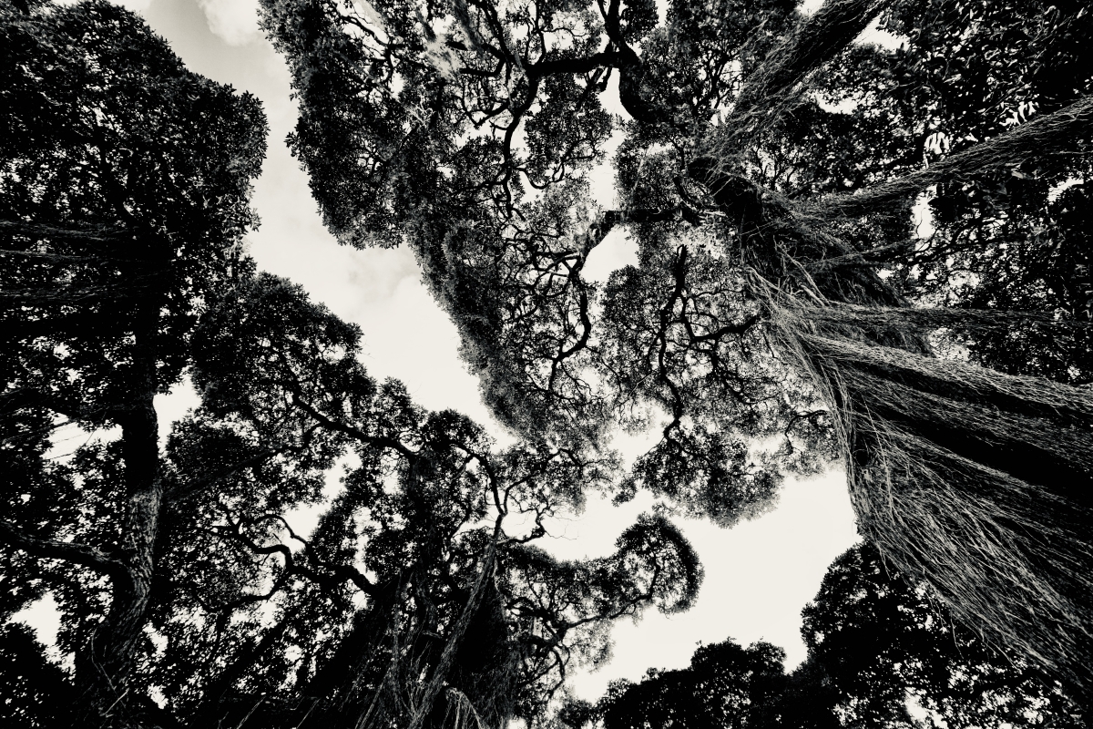 It's about trees