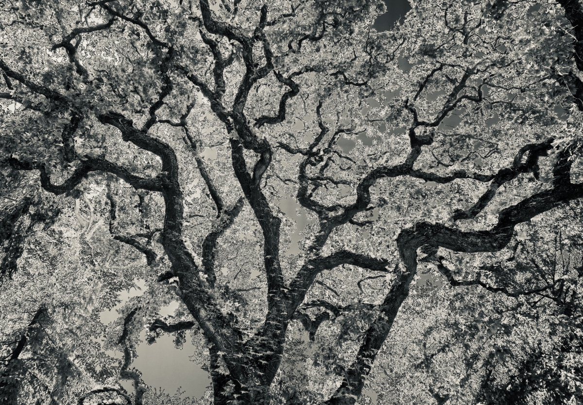 It's about trees