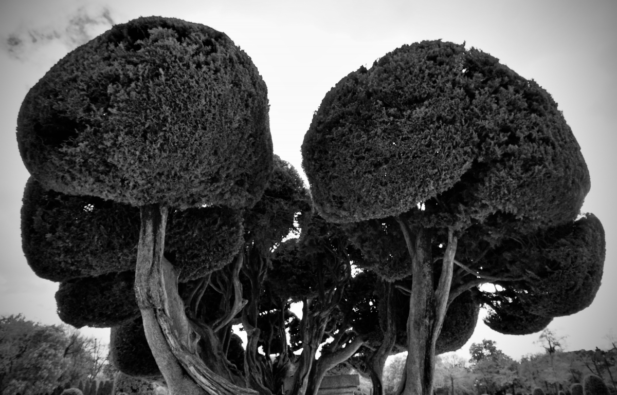 It's about trees