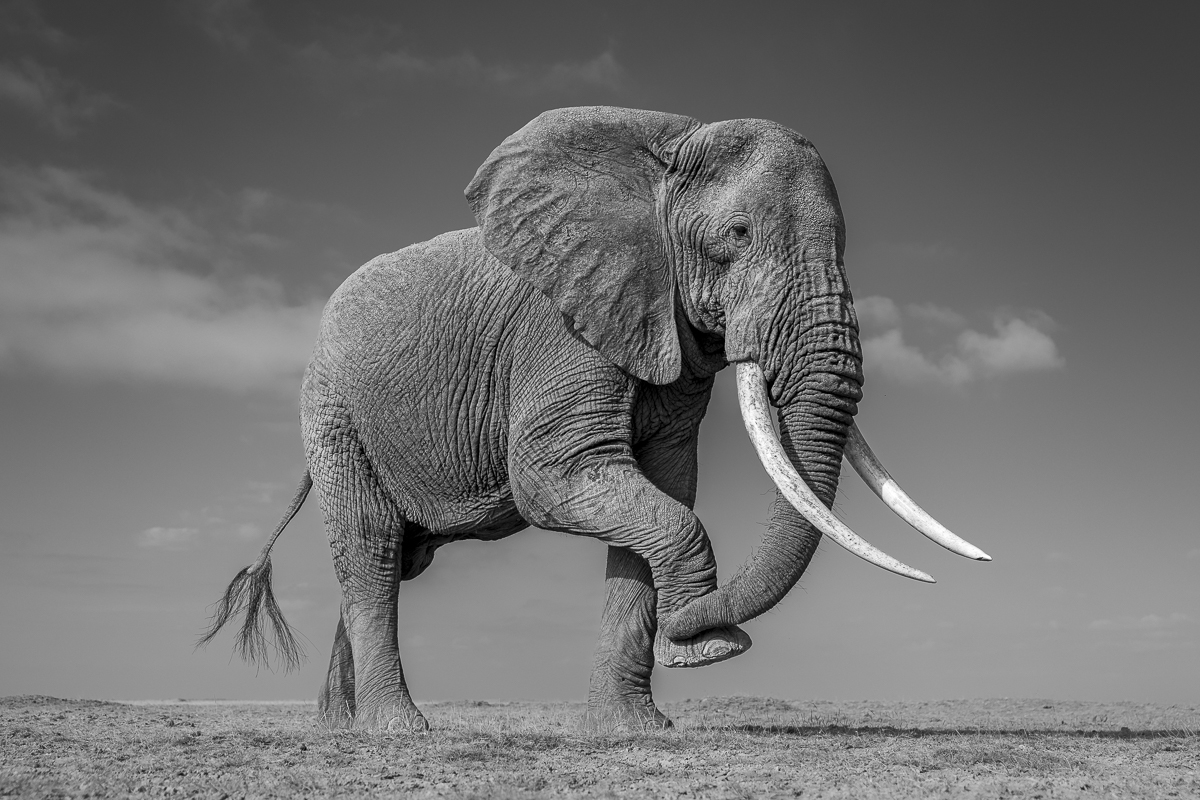 Elephants of Amboseli