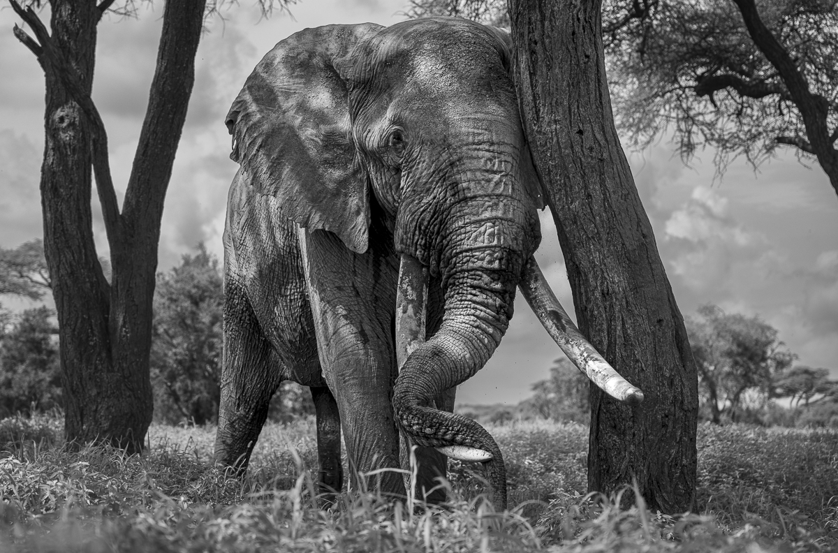 Elephants of Amboseli