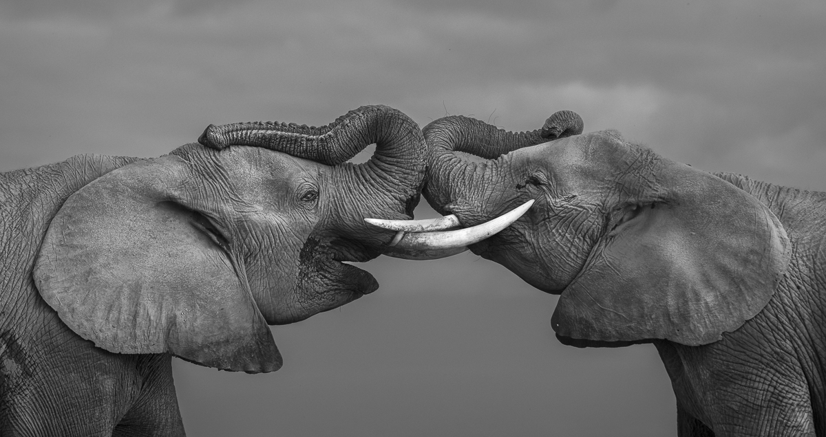 Elephants of Amboseli
