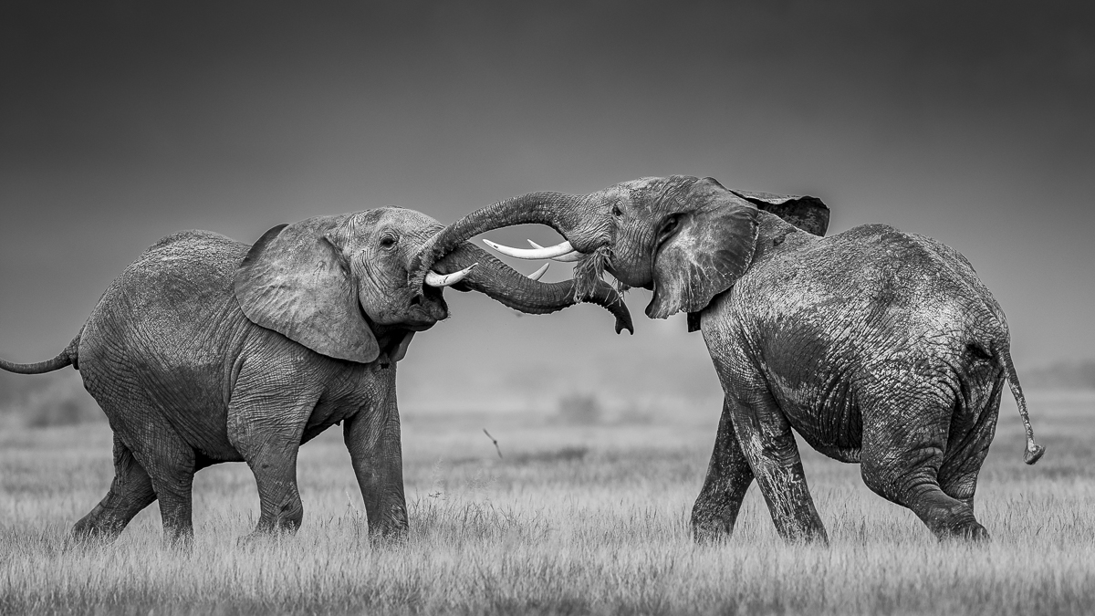 Elephants of Amboseli