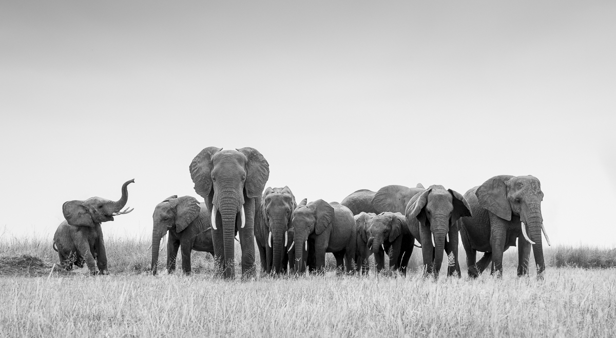 Elephants of Amboseli