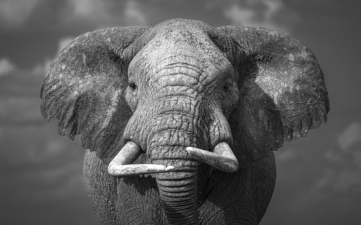 Elephants of Amboseli