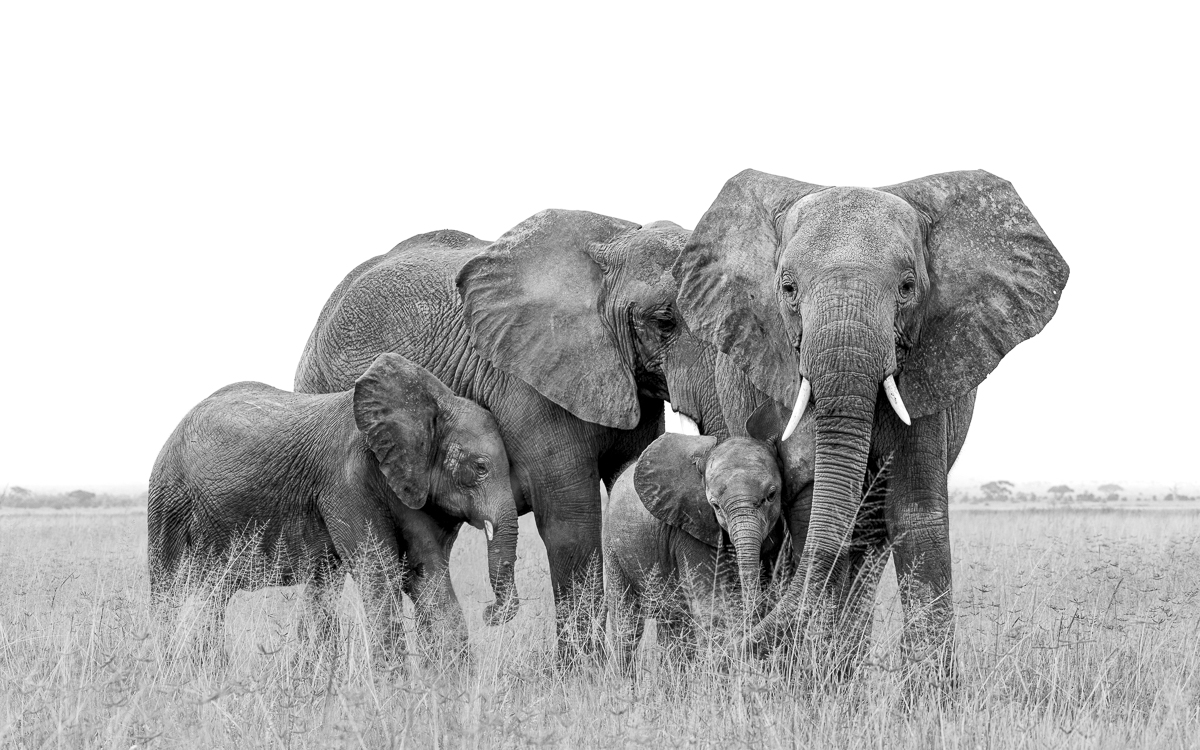 Elephants of Amboseli