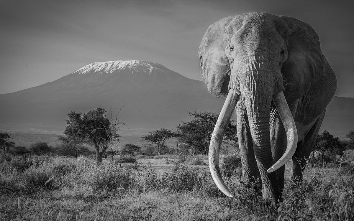 Kingdom of Giants