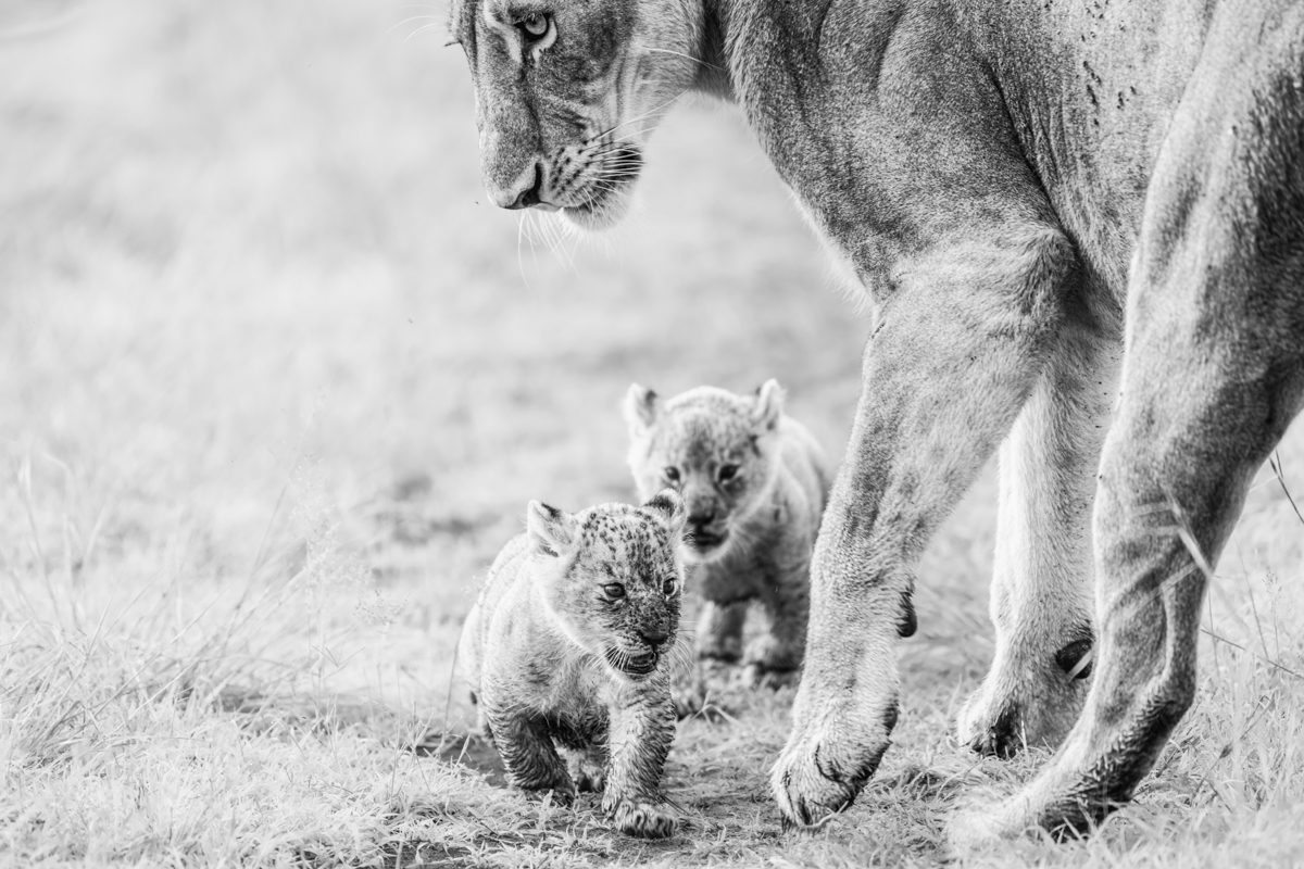 The lions of the Masai Mara