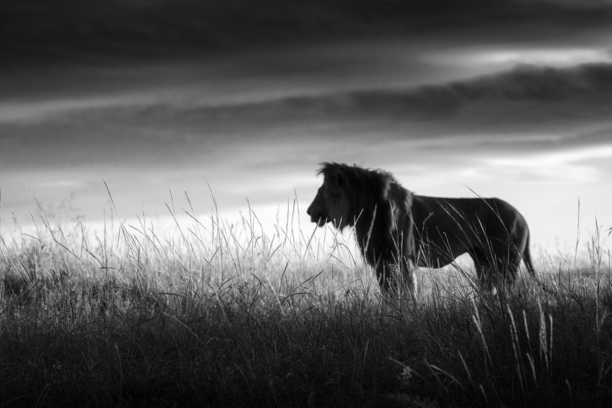 The lions of the Masai Mara
