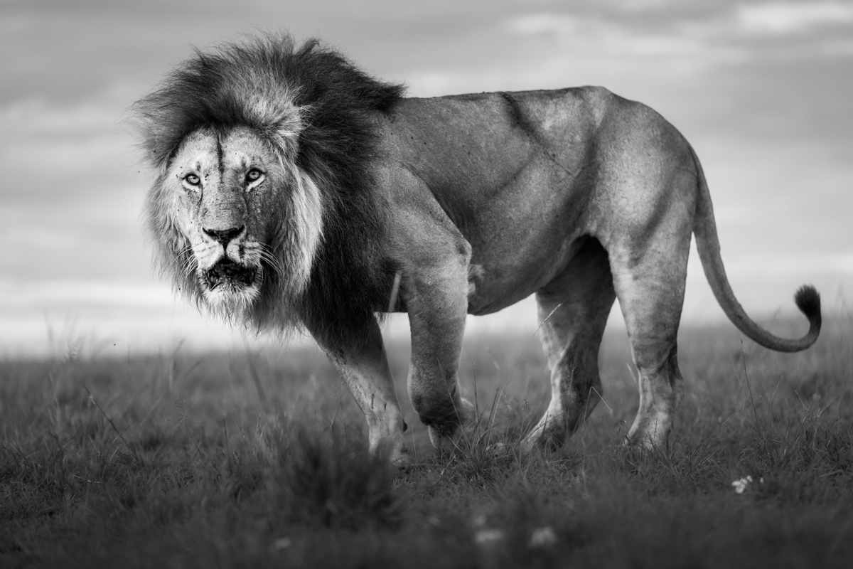 The lions of the Masai Mara