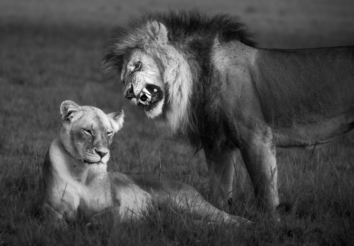 The lions of the Masai Mara
