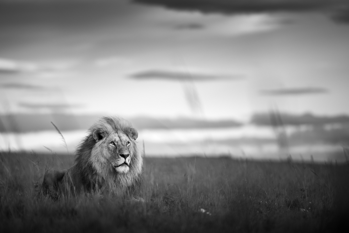 The lions of the Masai Mara