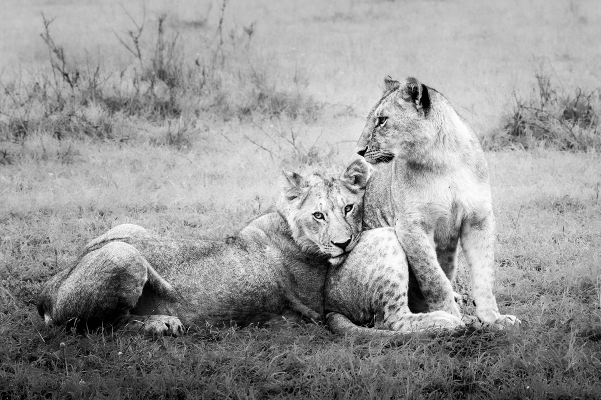 The lions of the Masai Mara
