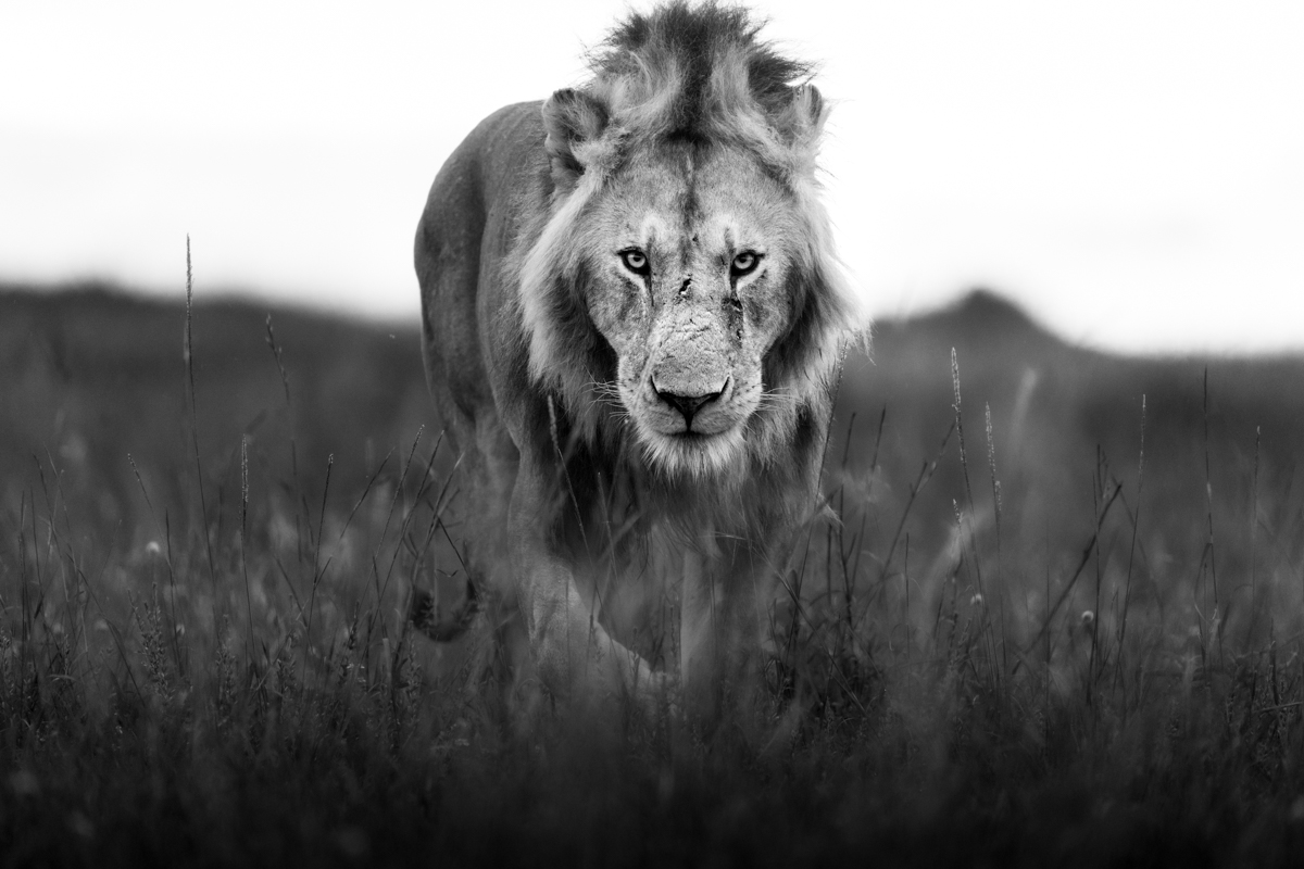 The lions of the Masai Mara