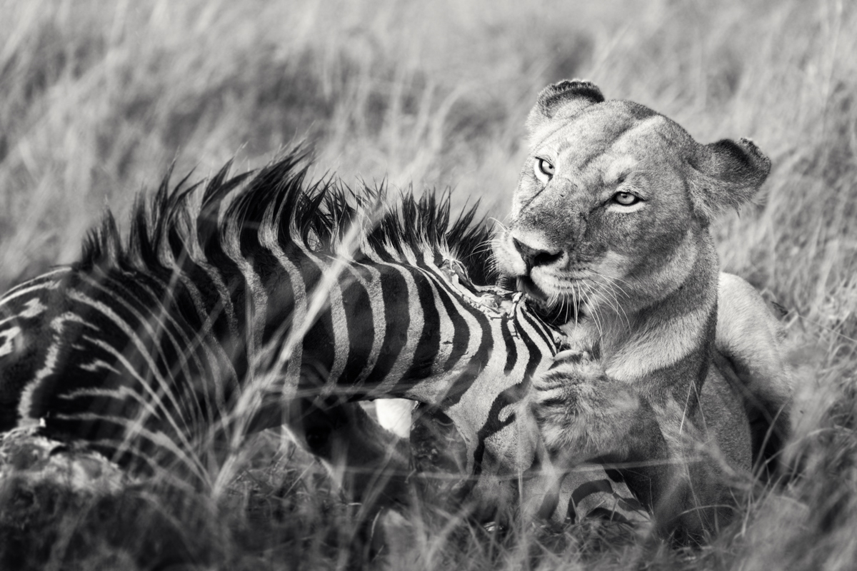 The lions of the Masai Mara