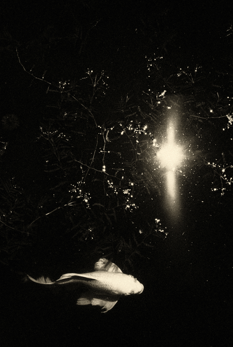 Fragments of Memory  - A Flow of Impermanence and No-Self -