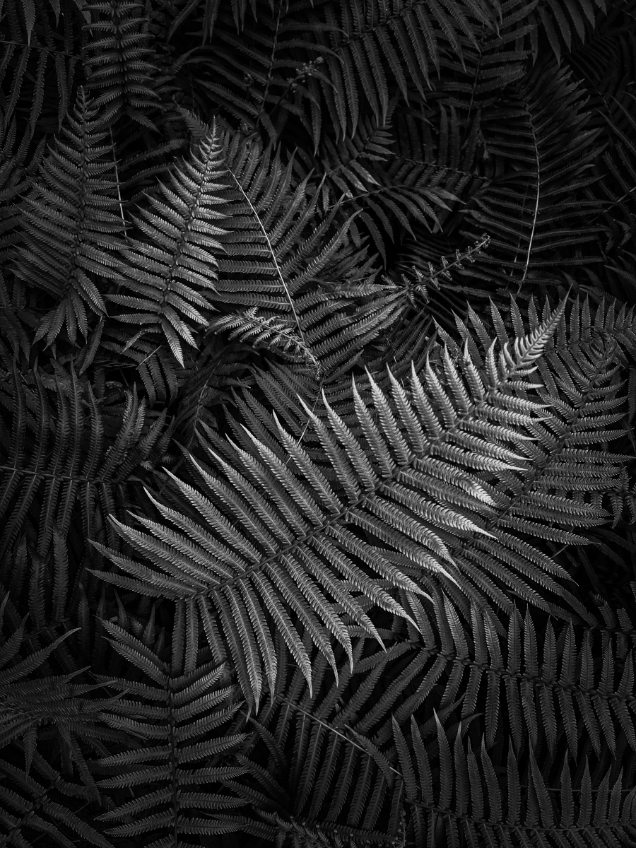 Fern Focus