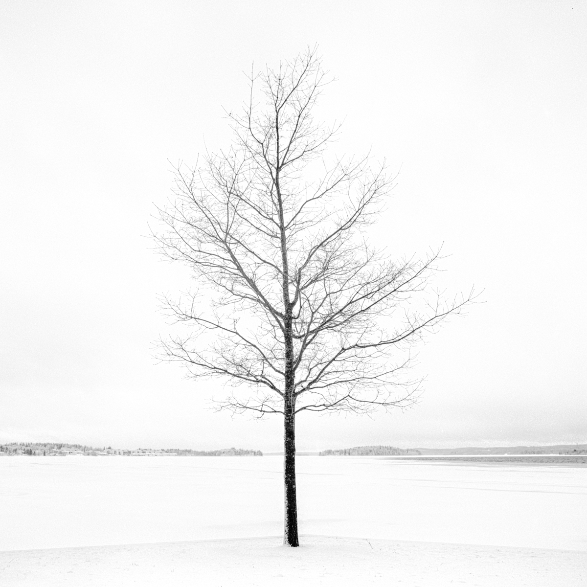 Four Seasons