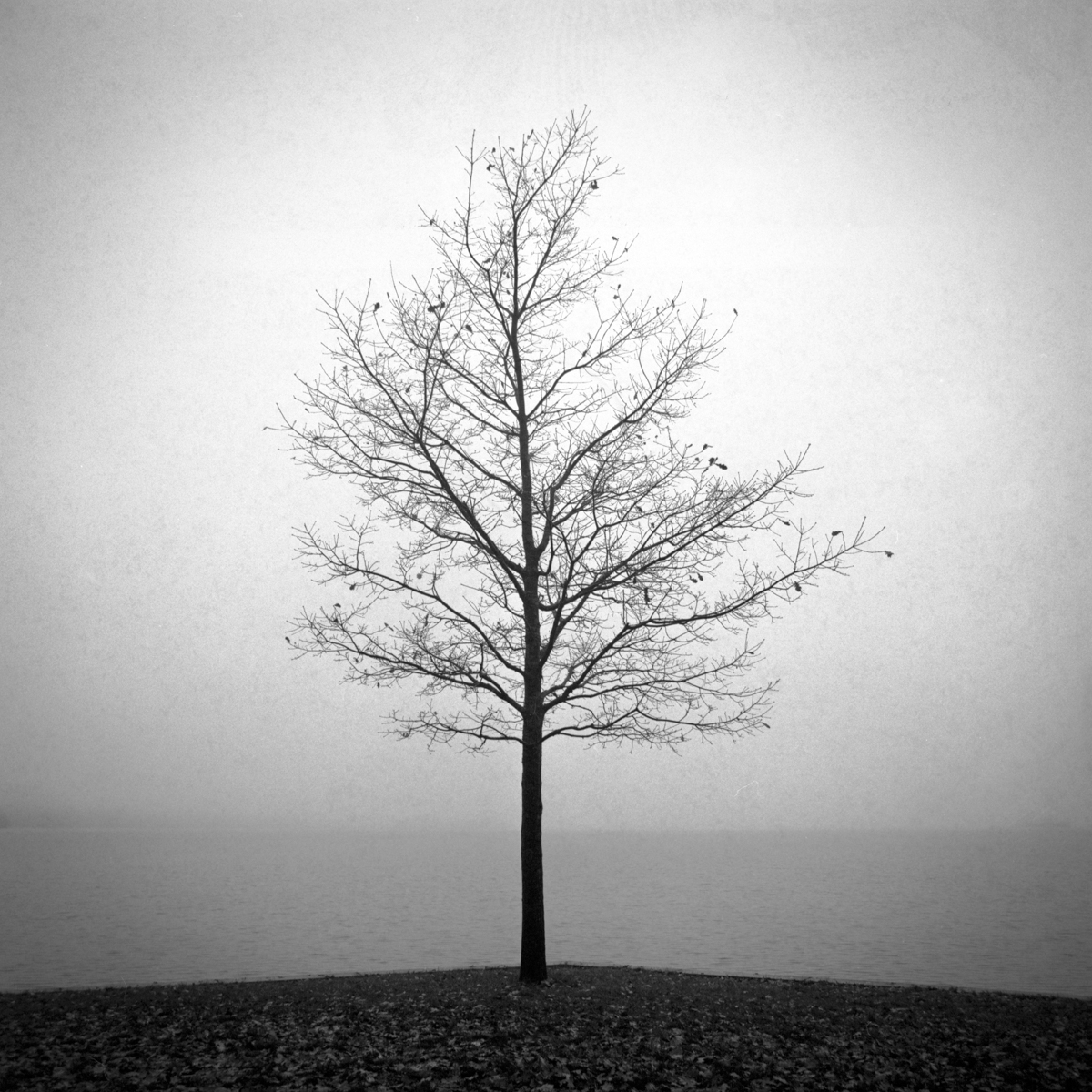 Four Seasons
