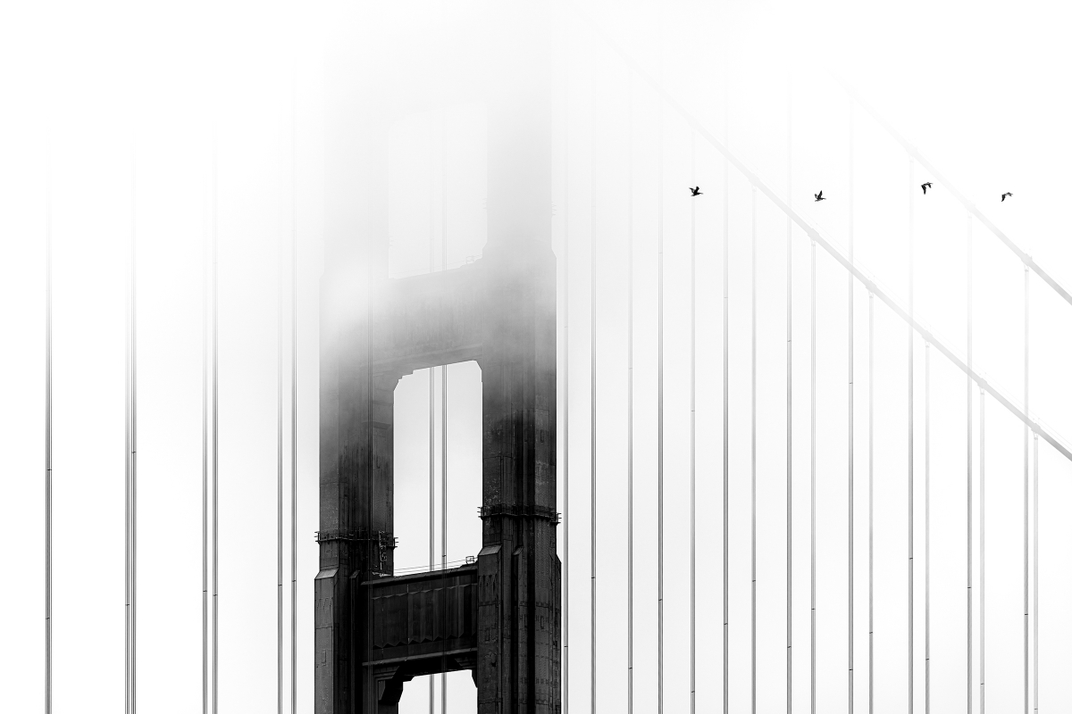 The bridge and the pelicans