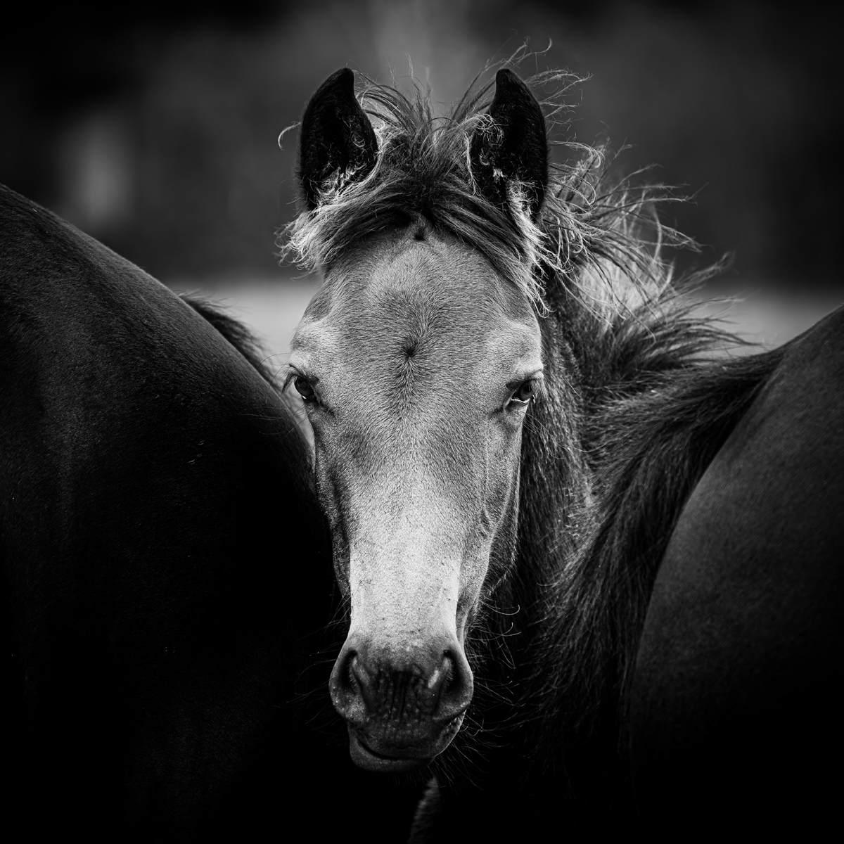 Chevaux , moment de fusion.