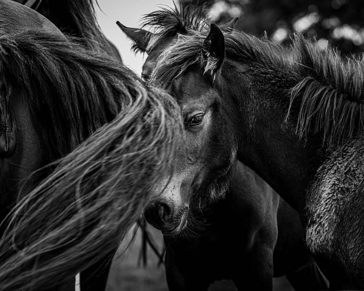 Chevaux , moment de fusion.