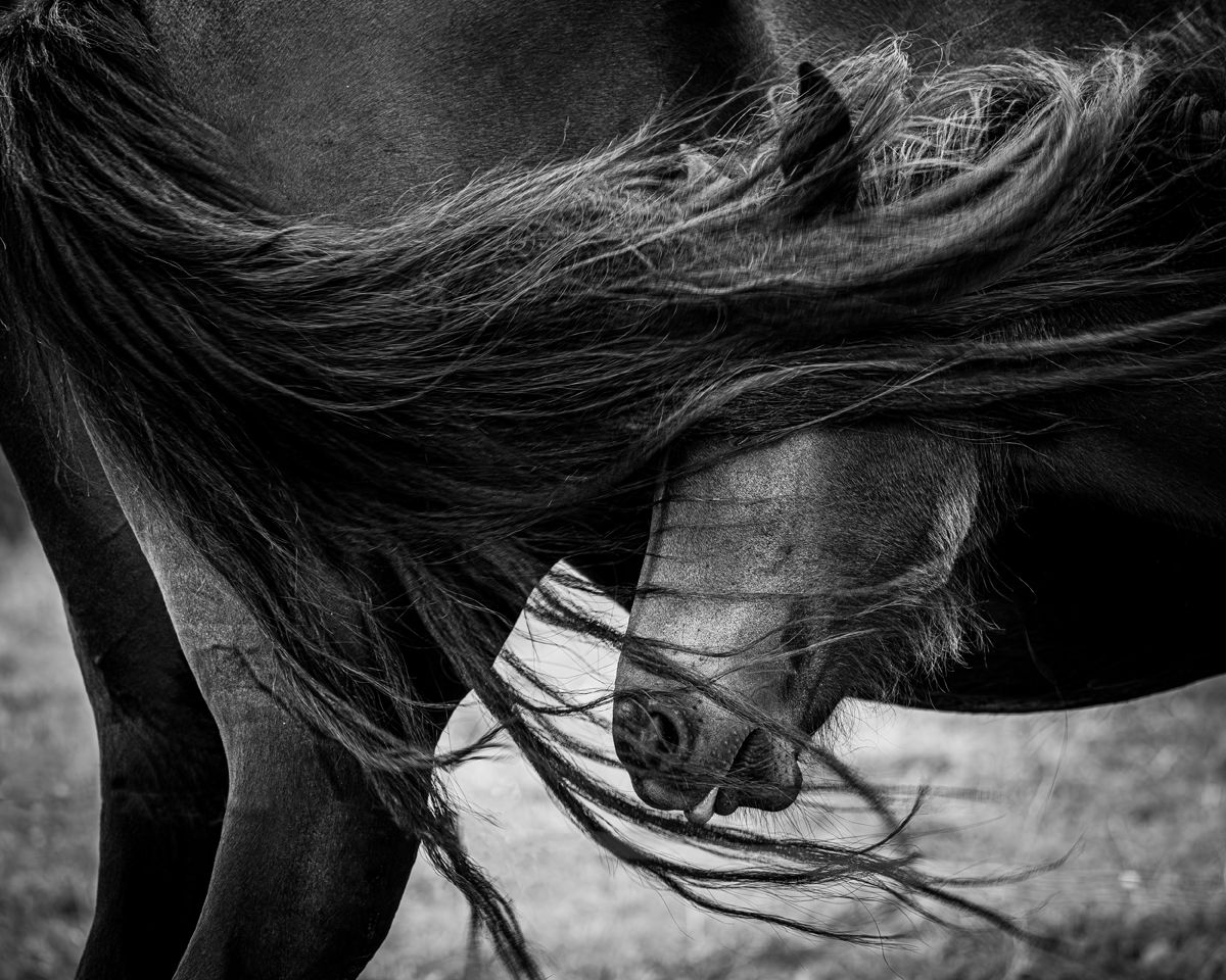 Chevaux , moment de fusion.