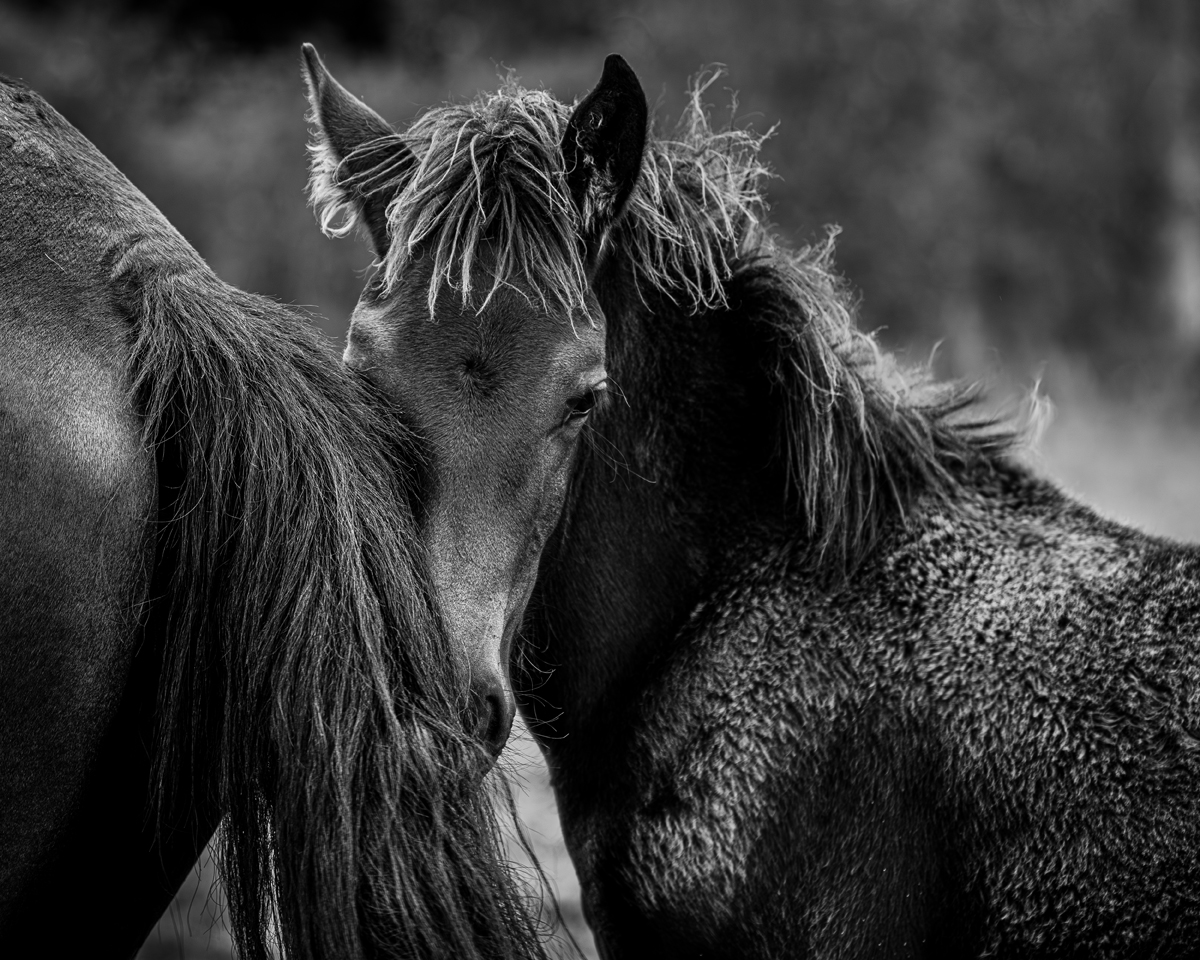 Chevaux , moment de fusion.