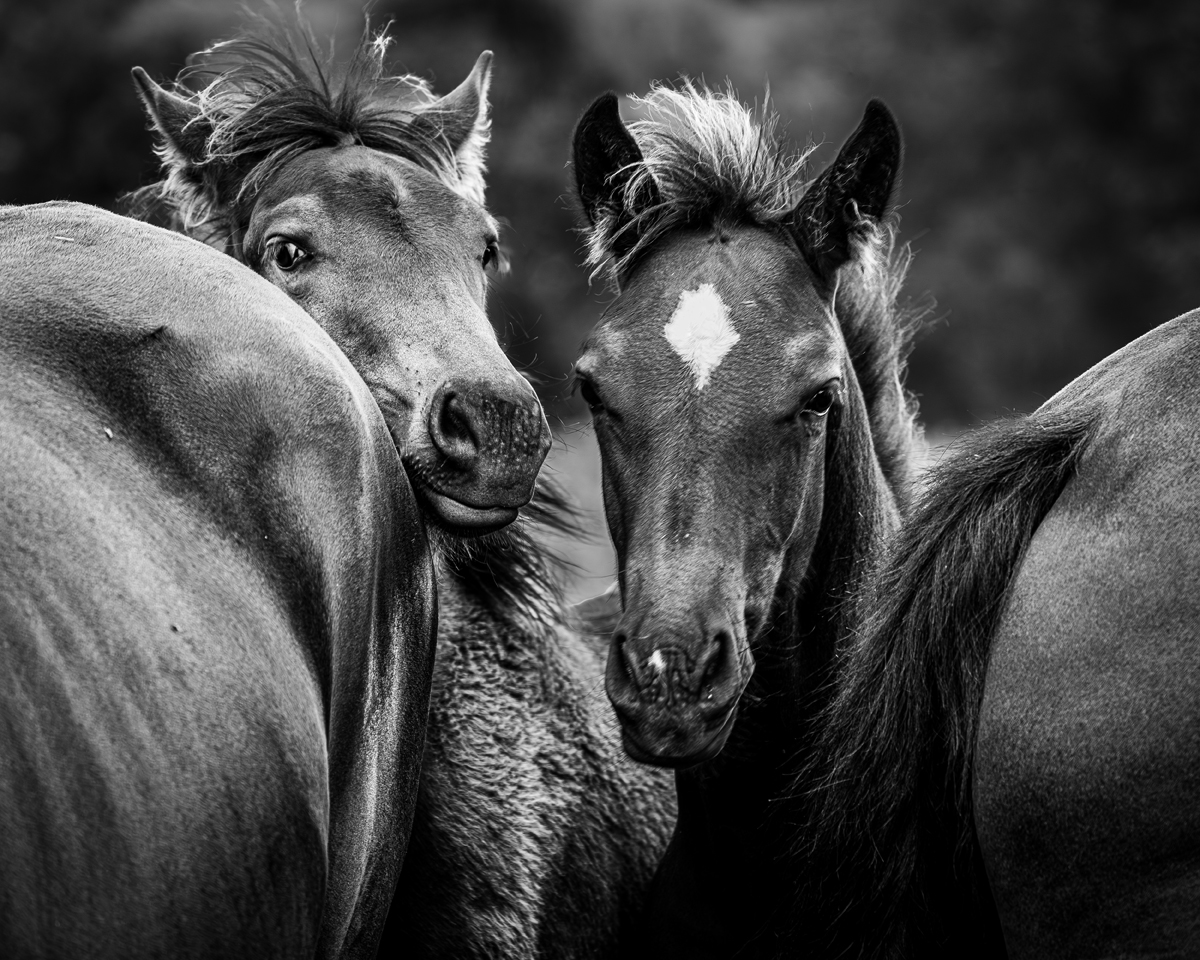 Chevaux , moment de fusion.