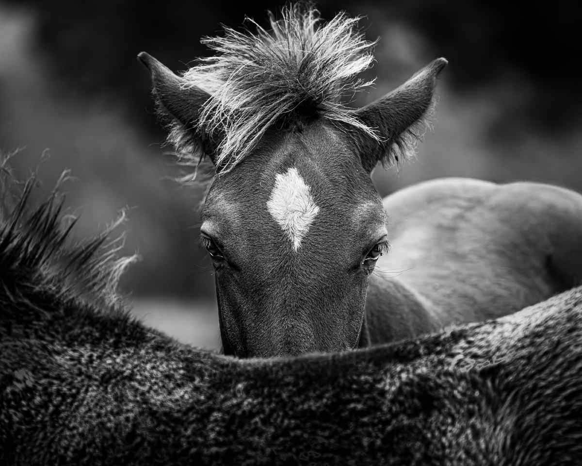 Chevaux , moment de fusion.