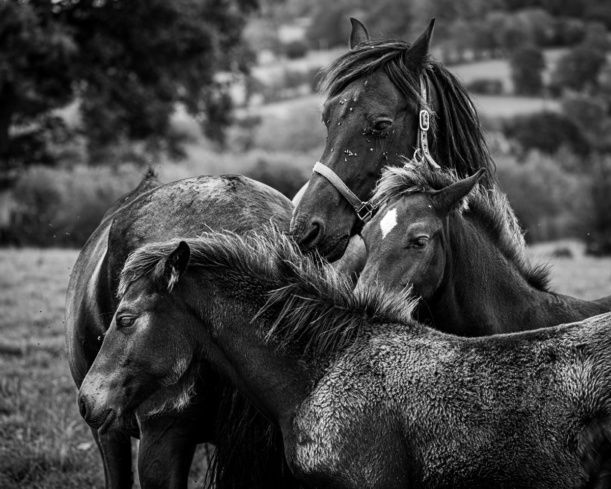 Chevaux , moment de fusion.