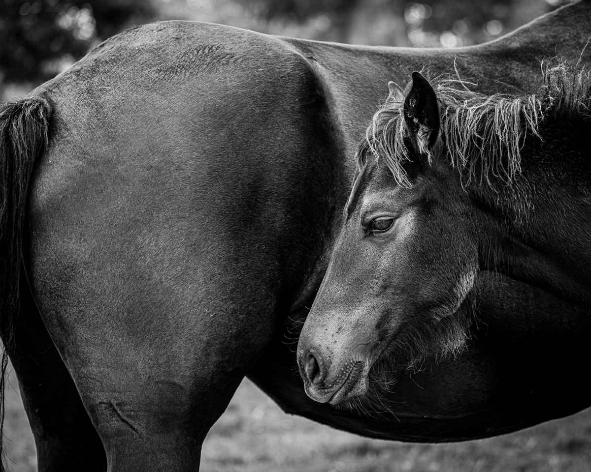 Chevaux , moment de fusion.