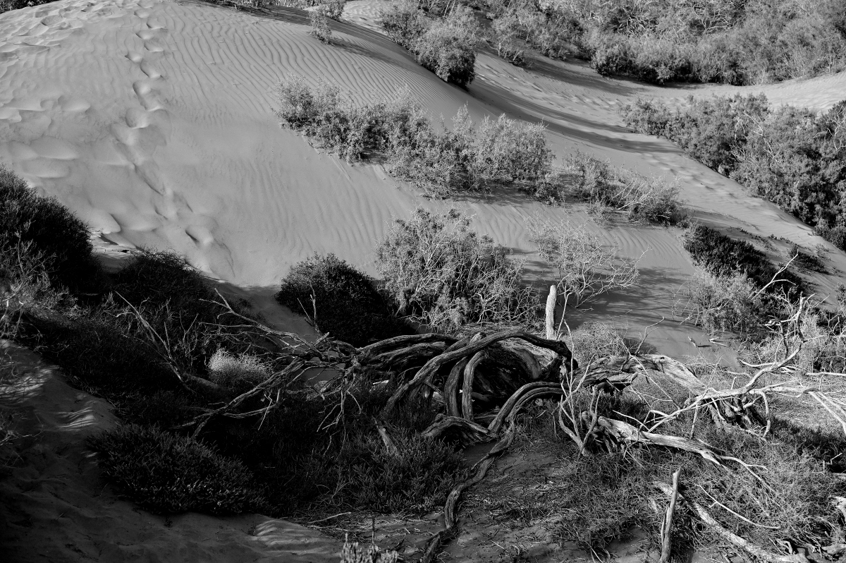 Alter Desert