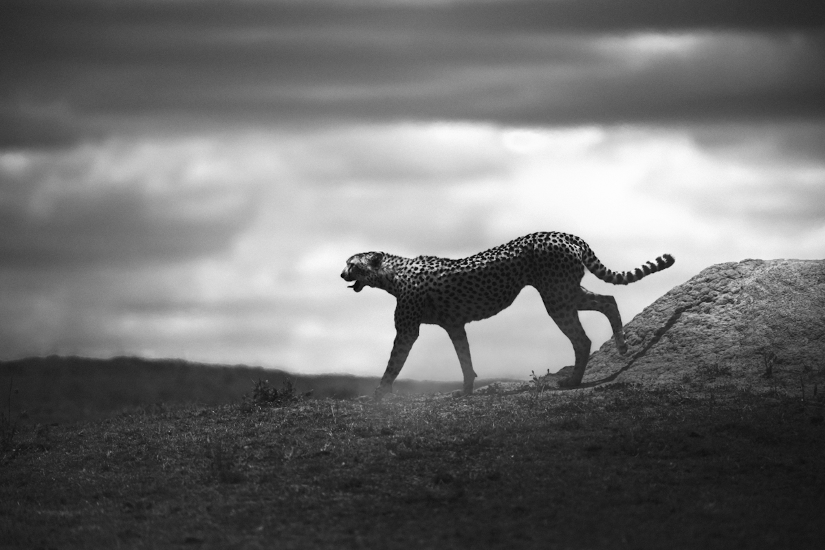 The Unparalleled Elegance
