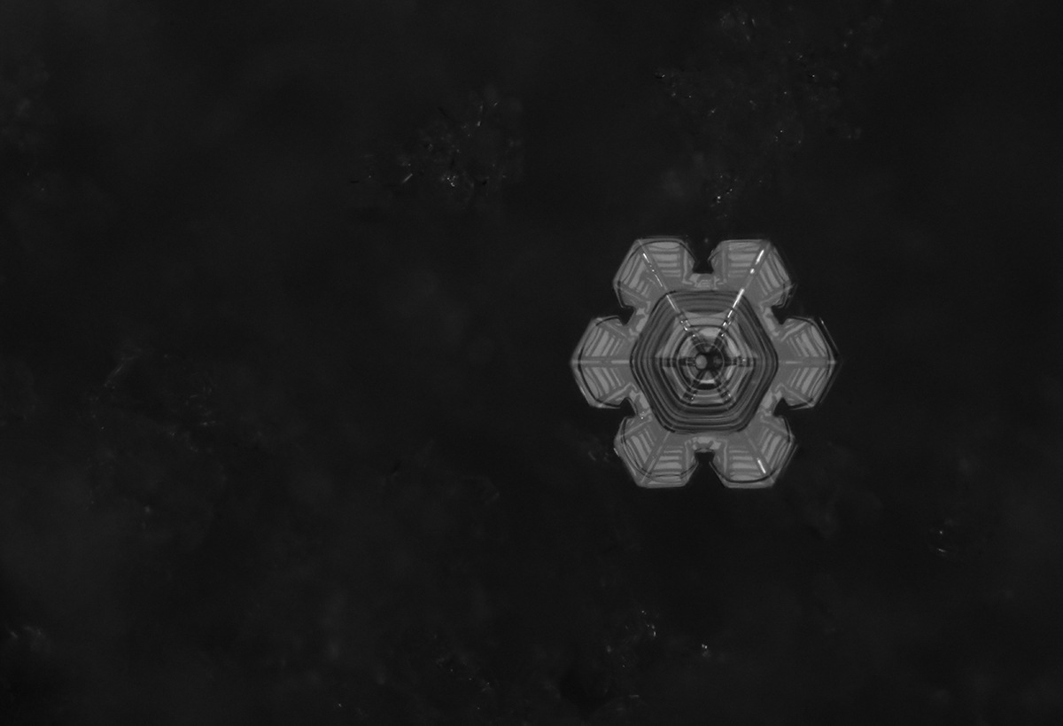 Snowy Nights