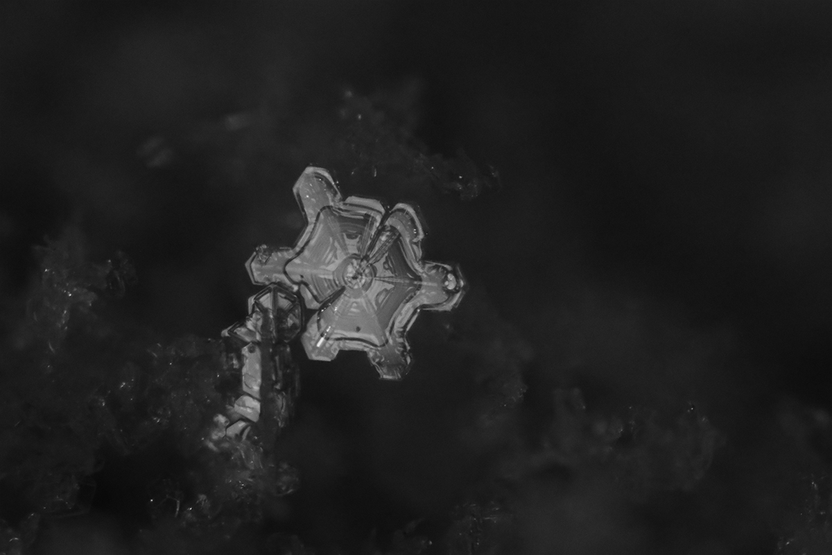 Snowy Nights