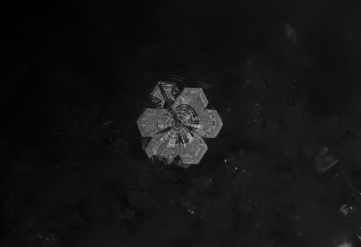 Snowy Nights