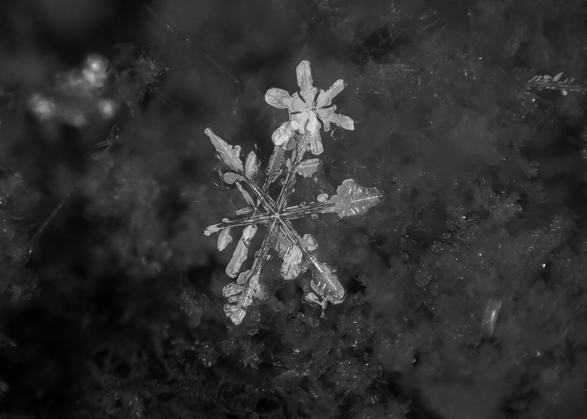 Snowy Nights