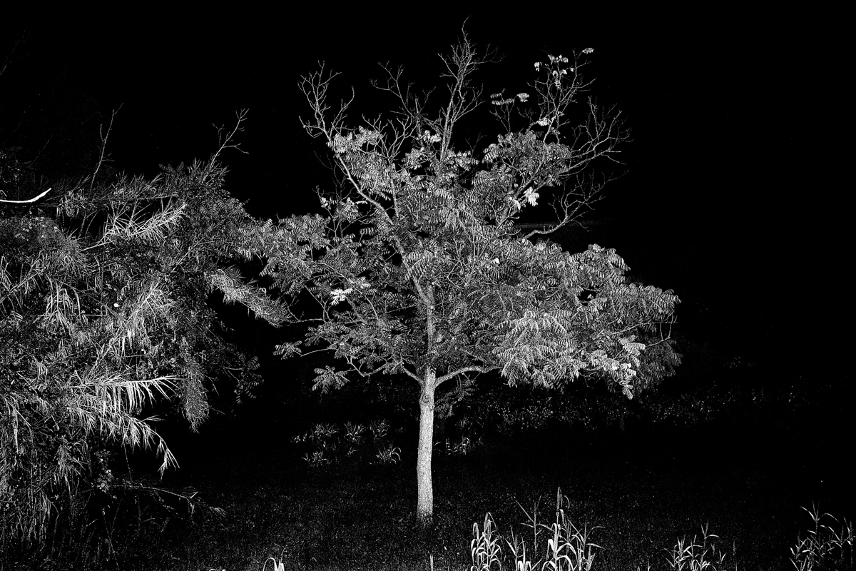 Il Barone rampante (The Baron in the Trees)