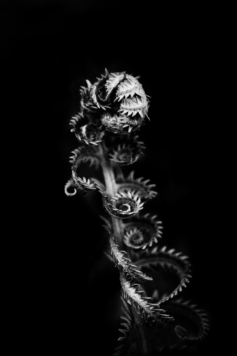 Wrapped in darkness