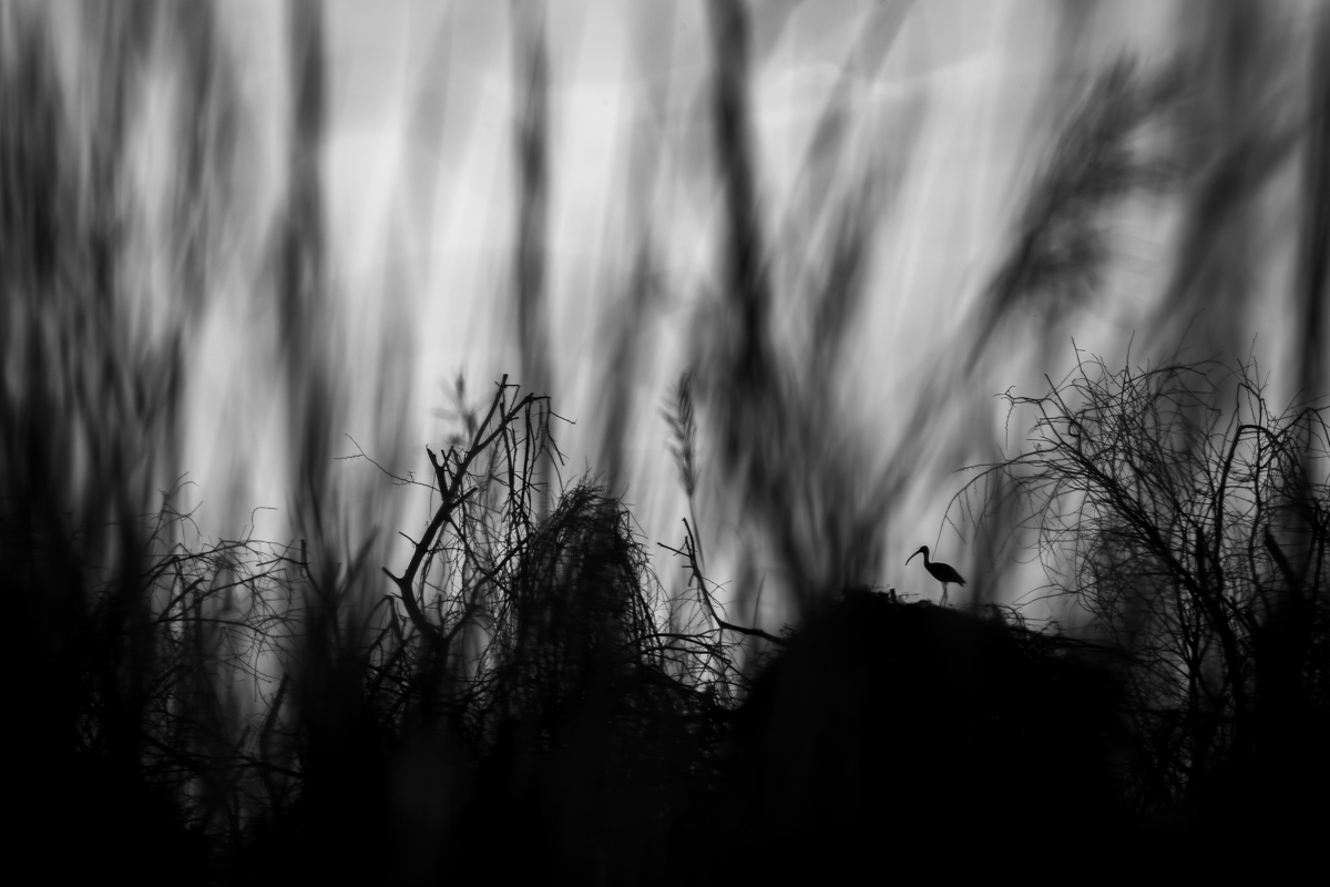 The Foreground Canopy.