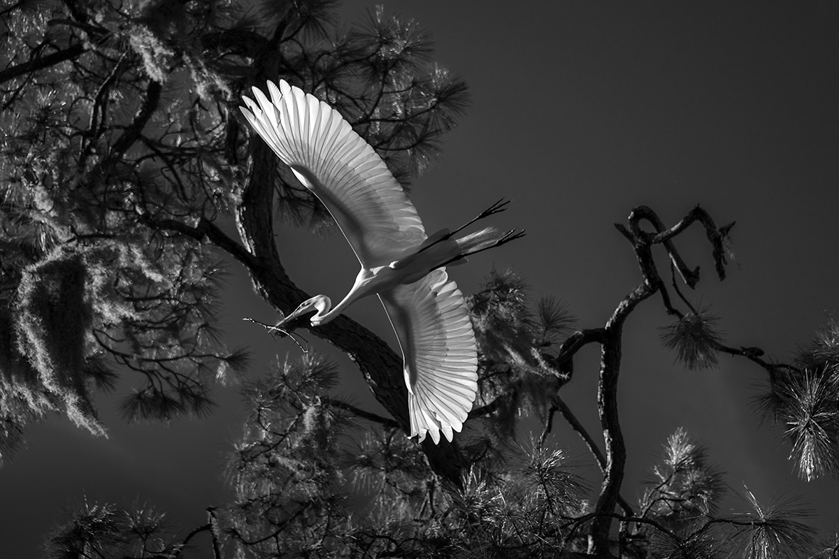 Wings of Life