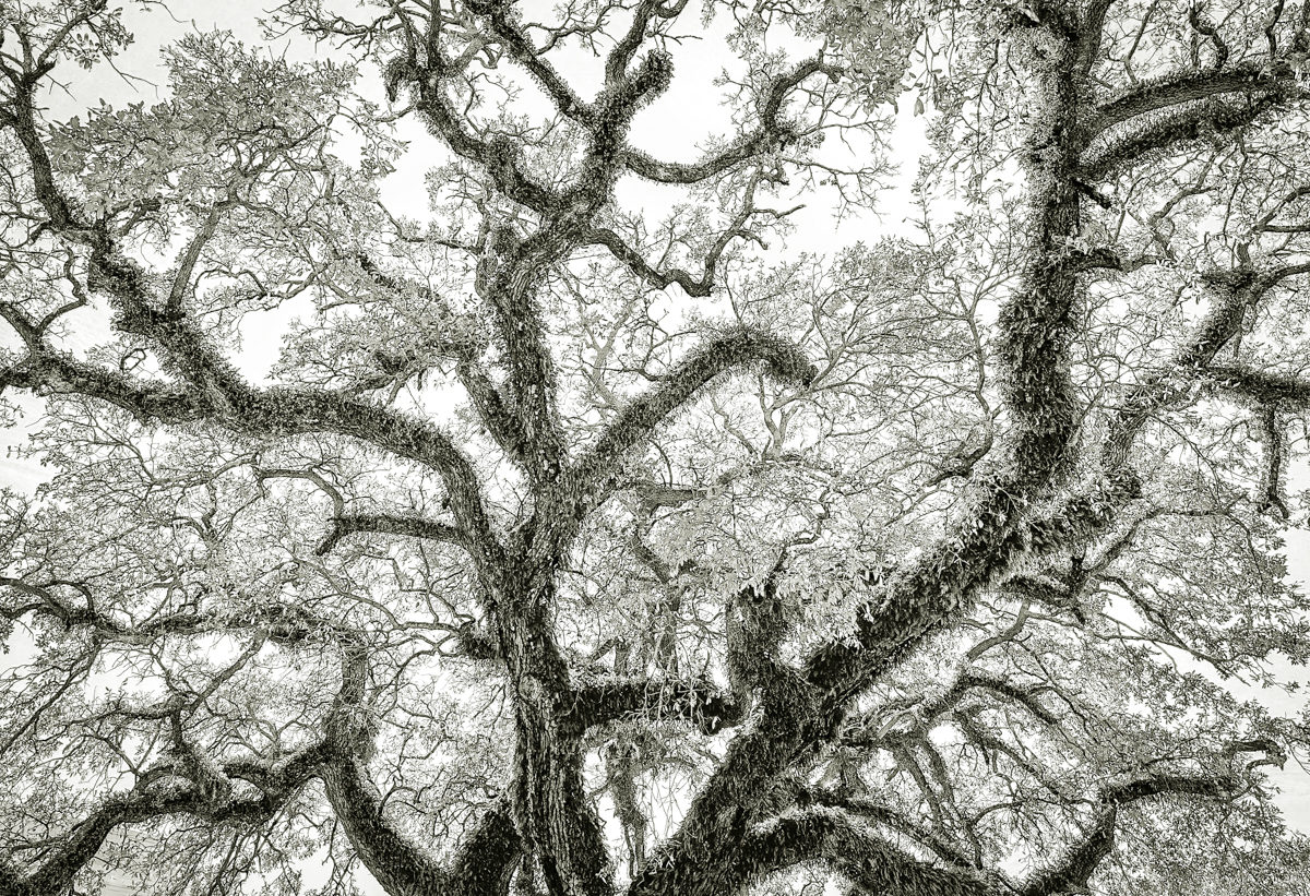 Bent Oaks of Mobile Alabama