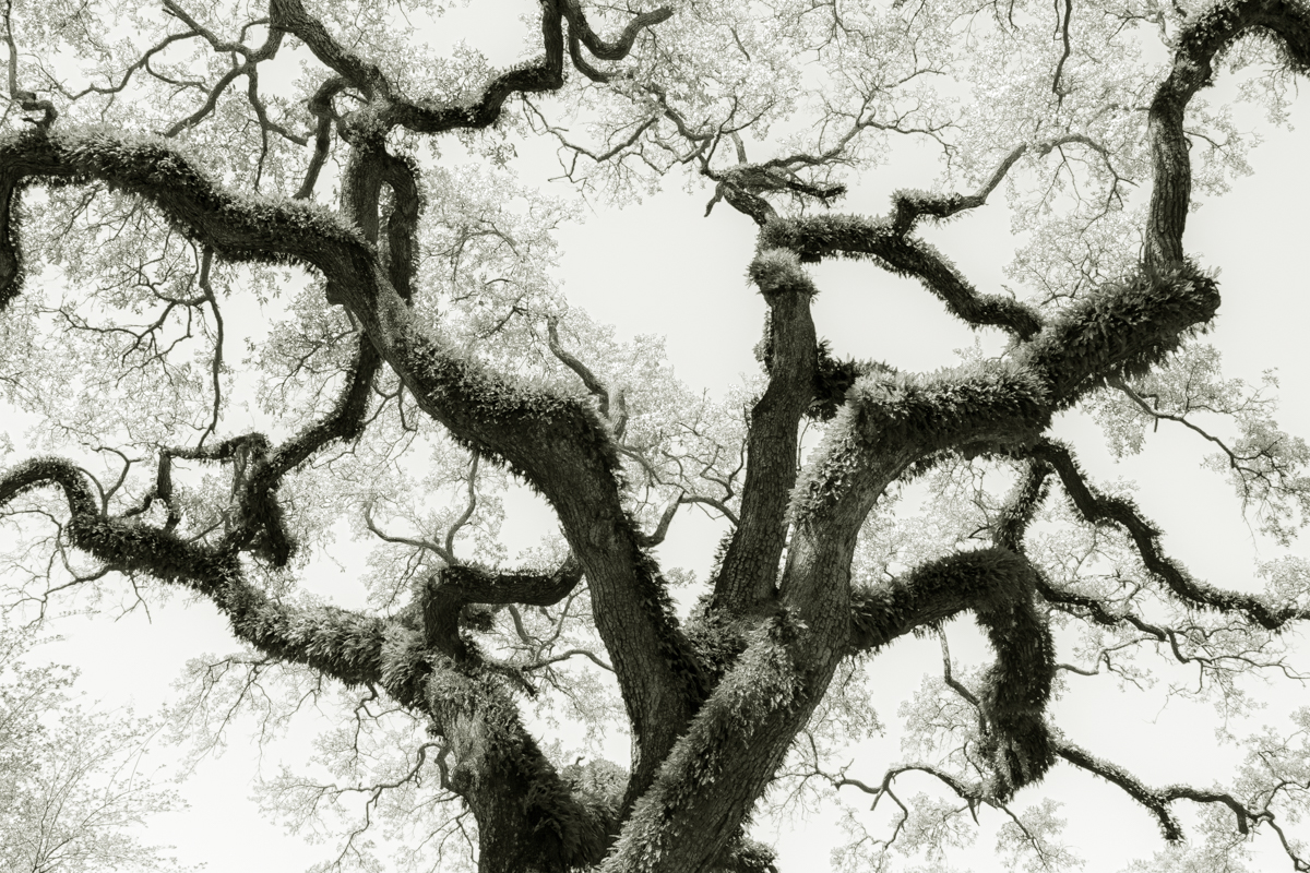 Bent Oaks of Mobile Alabama