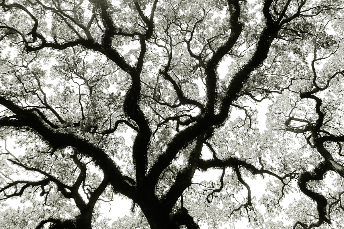 Bent Oaks of Mobile Alabama