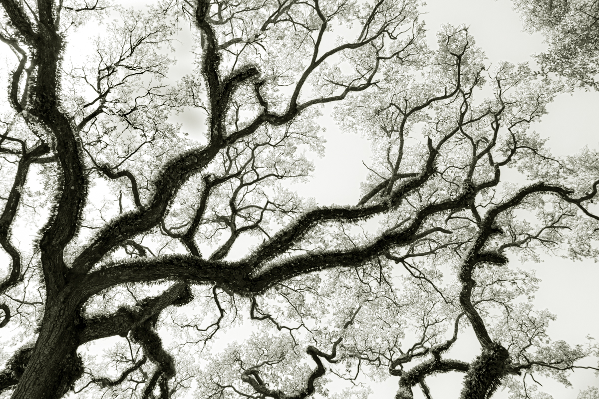 Bent Oaks of Mobile Alabama